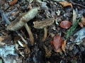 Pluteus umbrosus - Schwarzflockiger Dachpilz - Hoher Giek